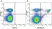 Anti Mouse CD8 Alpha Antibody, clone KT15 thumbnail image 32