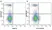 Anti Mouse CD8 Alpha Antibody, clone KT15 thumbnail image 35