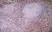 Anti Mouse CD8 Alpha Antibody, clone KT15 thumbnail image 4