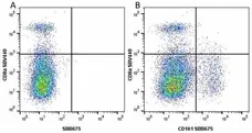 Anti Mouse CD8 Alpha Antibody, clone KT15 gallery image 41