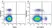 Anti Mouse CD8 Alpha Antibody, clone KT15 thumbnail image 43