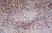 Anti Mouse CD8 Alpha Antibody, clone KT15 thumbnail image 5