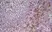 Anti Mouse CD8 Alpha Antibody, clone KT15 thumbnail image 6