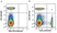 Anti Mouse CD8 Alpha Antibody, clone KT15 thumbnail image 67