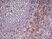 Anti Mouse CD8 Alpha Antibody, clone KT15 thumbnail image 7