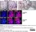 Anti Mouse CD8 Alpha Antibody, clone KT15 thumbnail image 7