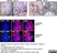 Anti Mouse CD8 Alpha Antibody, clone KT15 thumbnail image 8
