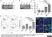 Anti Mouse CD8 Alpha Antibody, clone KT15 thumbnail image 8
