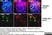 Anti Mouse CD8 Alpha Antibody, clone KT15 thumbnail image 9