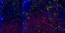 Anti Mouse CD8 Antibody, clone YTS105.18 | Bio-Rad