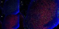 Anti Mouse CD8 Antibody, clone YTS105.18 gallery image 10
