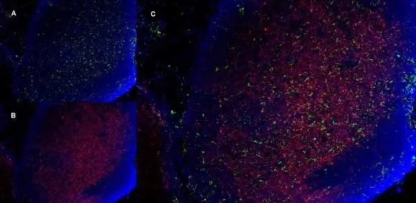 Anti Mouse CD8 Antibody, clone YTS105.18 gallery image 10