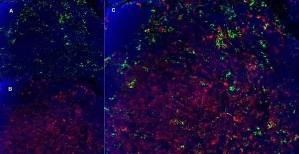 Anti Mouse CD8 Antibody, clone YTS105.18 gallery image 11