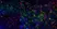 Anti Mouse CD8 Antibody, clone YTS105.18 thumbnail image 12