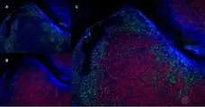 Anti Mouse CD8 Antibody, clone YTS105.18 gallery image 13