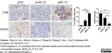 Anti Mouse CD8 Antibody, clone YTS105.18 gallery image 15