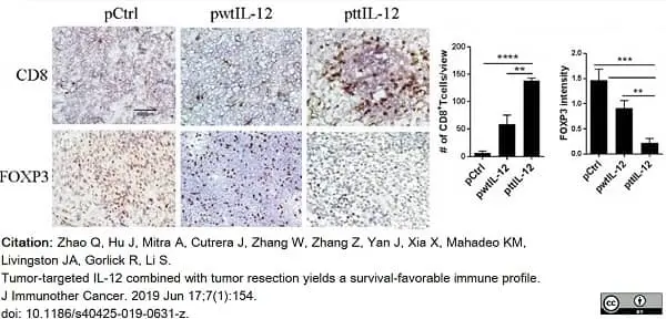 Anti Mouse CD8 Antibody, clone YTS105.18 gallery image 15