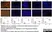Anti Mouse CD8 Antibody, clone YTS105.18 thumbnail image 2
