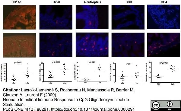 Anti Mouse CD8 Antibody, clone YTS105.18 gallery image 2