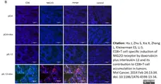 Anti Mouse CD8 Antibody, clone YTS105.18 gallery image 3