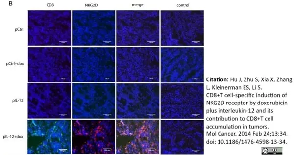 Anti Mouse CD8 Antibody, clone YTS105.18 gallery image 3
