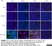 Anti Mouse CD8 Antibody, clone YTS105.18 thumbnail image 4