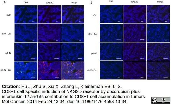 Anti Mouse CD8 Antibody, clone YTS105.18 gallery image 4