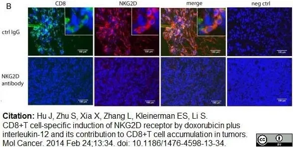 Anti Mouse CD8 Antibody, clone YTS105.18 gallery image 5