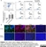 Anti Mouse CD8 Antibody, clone YTS105.18 thumbnail image 6