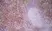 Anti Mouse CD8 Antibody, clone YTS105.18 thumbnail image 6