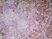 Anti Mouse CD8 Antibody, clone YTS105.18 thumbnail image 7