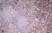 Anti Mouse CD8 Antibody, clone YTS105.18 thumbnail image 7