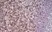 Anti Mouse CD8 Antibody, clone YTS105.18 thumbnail image 8