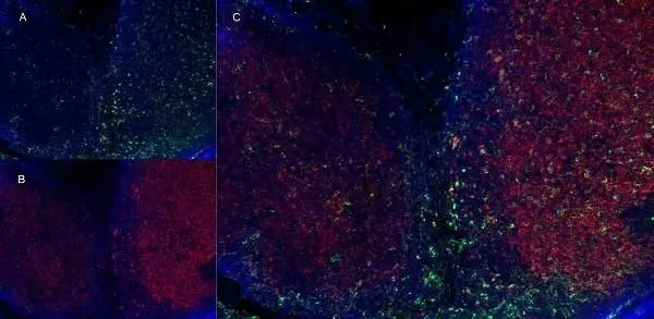 Anti Mouse CD8 Antibody, clone YTS105.18 gallery image 9