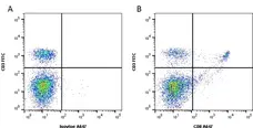 Anti Mouse CD8 Antibody, clone YTS169.4 gallery image 1