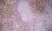 Anti Mouse CD8 Antibody, clone YTS169.4 thumbnail image 3