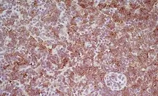 Anti Mouse CD8 Antibody, clone YTS169.4 gallery image 5