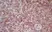 Anti Mouse CD8 Antibody, clone YTS169.4 thumbnail image 5