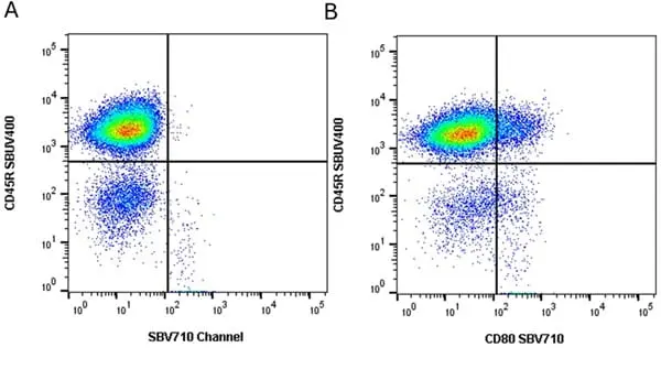 Anti Mouse CD80 Antibody, clone RM80 gallery image 12