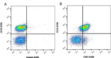 Anti Mouse CD81 Antibody, clone Eat2 gallery image 1