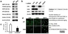Anti Mouse CD81 Antibody, clone Eat2 gallery image 10