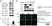 Anti Mouse CD81 Antibody, clone Eat2 thumbnail image 10