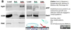 Anti Mouse CD81 Antibody, clone Eat2 gallery image 2