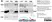 Anti Mouse CD81 Antibody, clone Eat2 thumbnail image 2