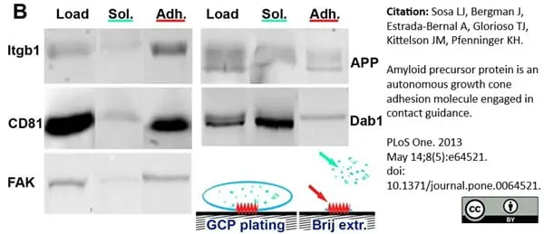 Anti Mouse CD81 Antibody, clone Eat2 gallery image 2