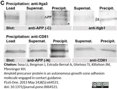 Anti Mouse CD81 Antibody, clone Eat2 gallery image 3