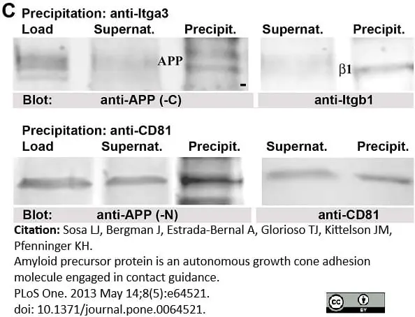Anti Mouse CD81 Antibody, clone Eat2 gallery image 3
