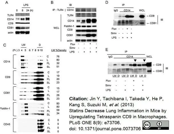 Anti Mouse CD81 Antibody, clone Eat2 gallery image 4