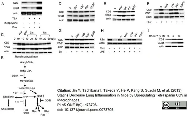 Anti Mouse CD81 Antibody, clone Eat2 gallery image 8