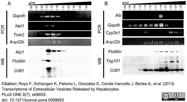 Anti Mouse CD81 Antibody, clone Eat2 gallery image 9
